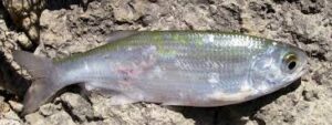 Mooneye Fishing time: Latest fishing tips