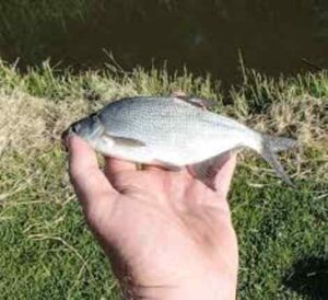 Finding Gizzard Shad