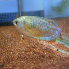 Breeding Gouramis / A Rewarding Experience