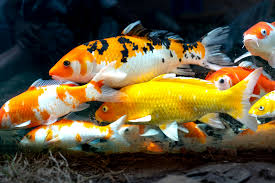 Ten Additional Tips for Aquarium Beginners