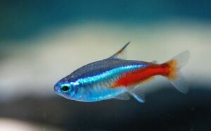 Setting Up a Breeding Tank