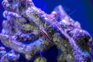 How Does Molting Work?
