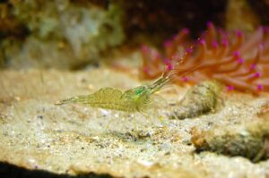 Your Shrimp Molting Questions Answered