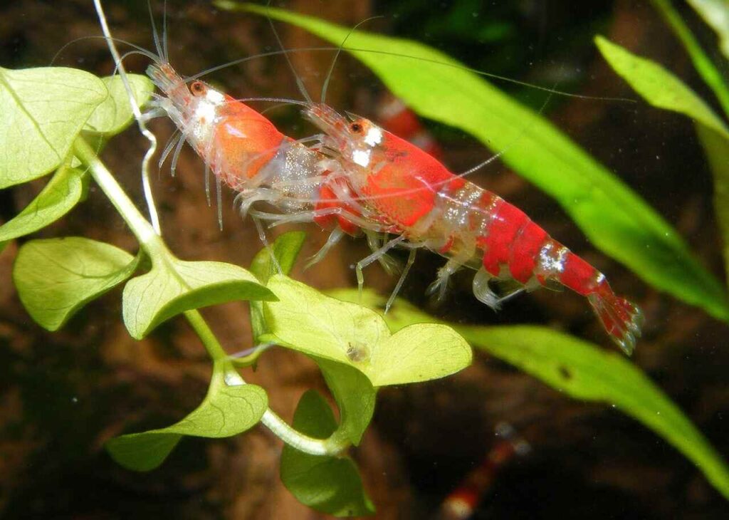 Do Aquarium Shrimp Grow New Shells?