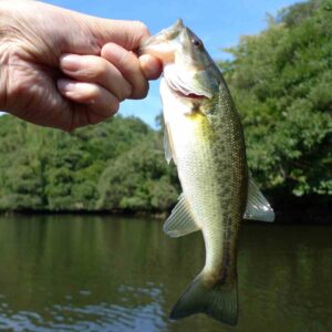  The Fish of Hirschman's Pond