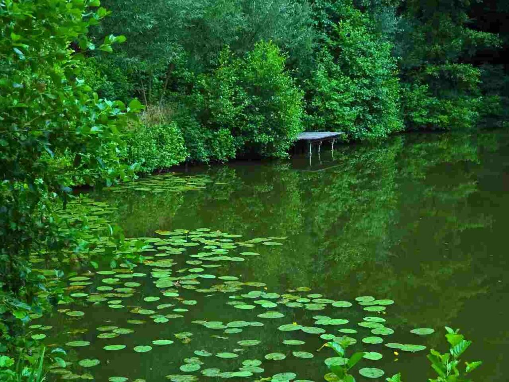 Hirschman's Pond Species: A Hidden Gem for Anglers