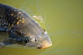 Why Catch and Release Is Important