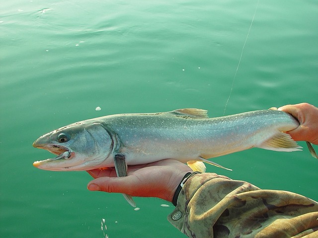 Kenai River Fish Count