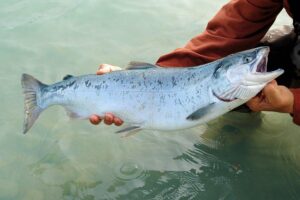 What Is the Kenai River Fish Count?