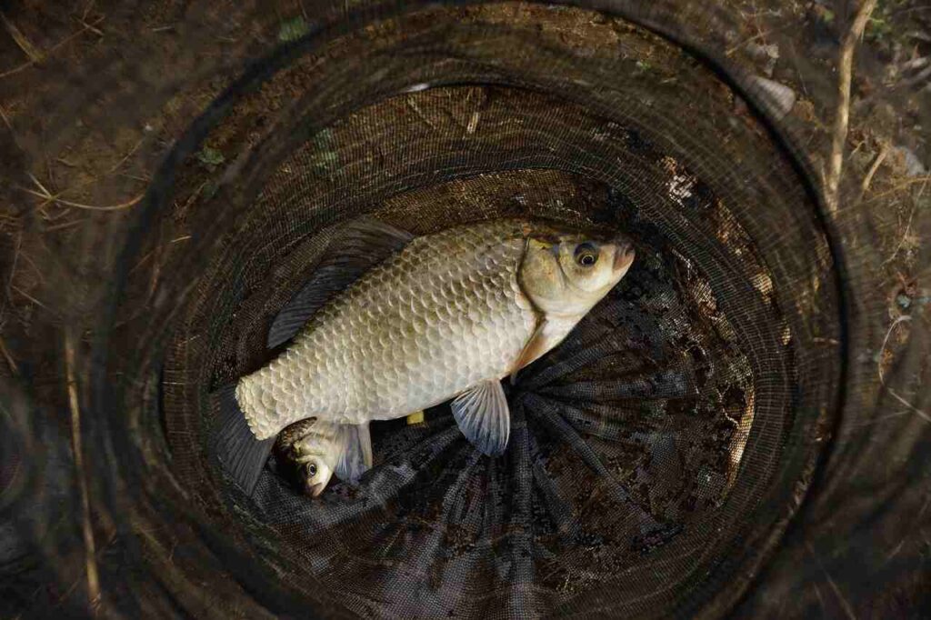 Carp Fishing in the USA: Catch & Release Guide for Anglers