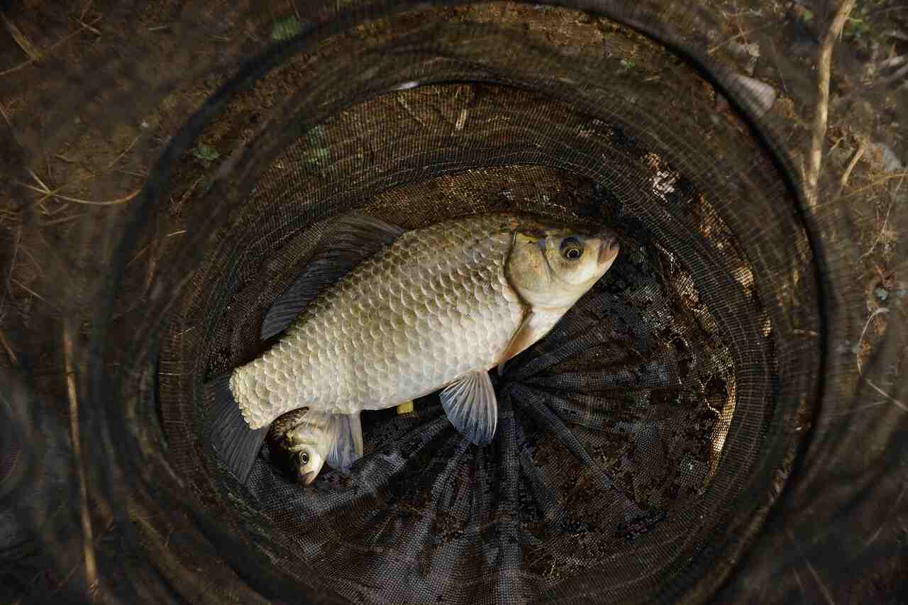 Carp Fishing in the USA: Catch & Release Guide for Anglers