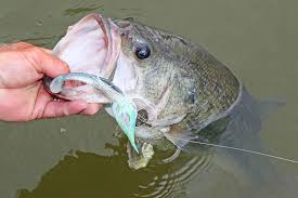Understanding Bass Behavior in the Fall