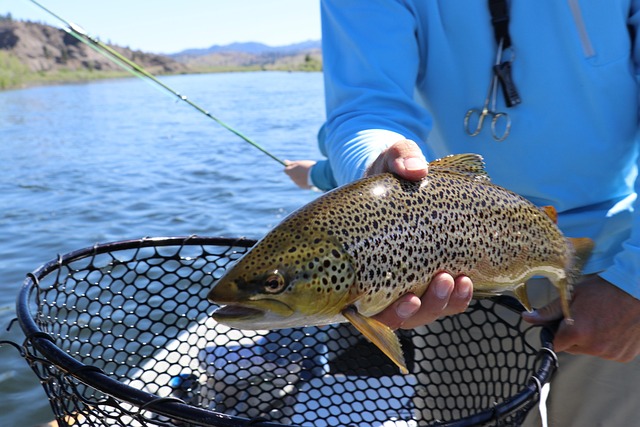 Best Flies for Fall Trout Fishing