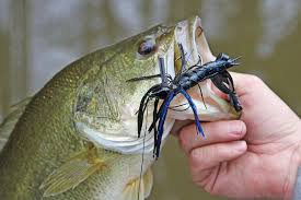 bass fishing tips in the fall